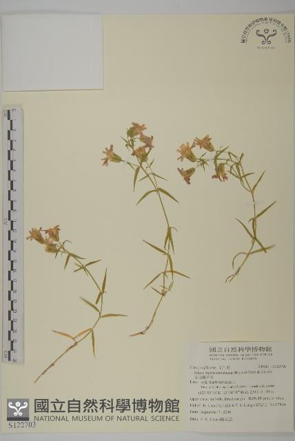 玉山蠅子草藏品圖，第1張