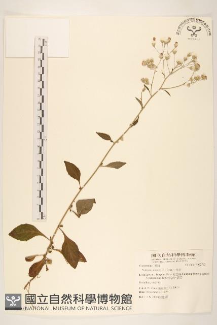 一枝香藏品圖，第1張