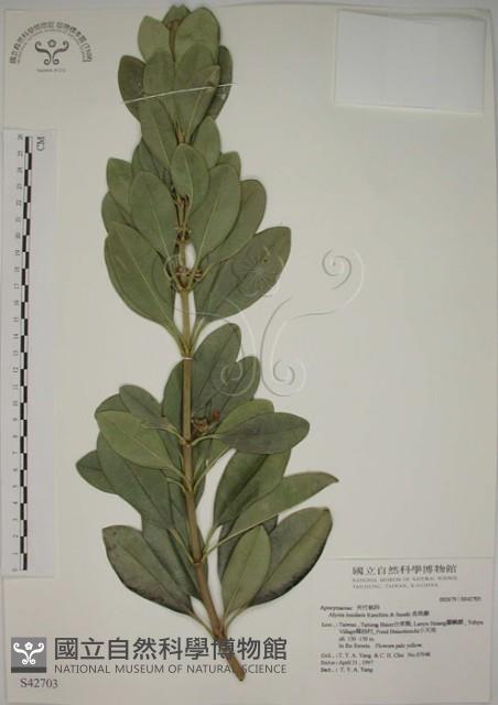 蘭嶼念珠藤藏品圖，第1張