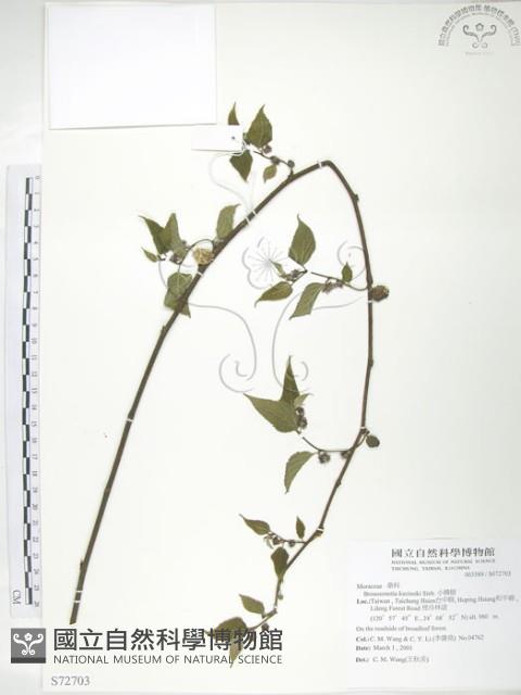 小構樹藏品圖，第1張