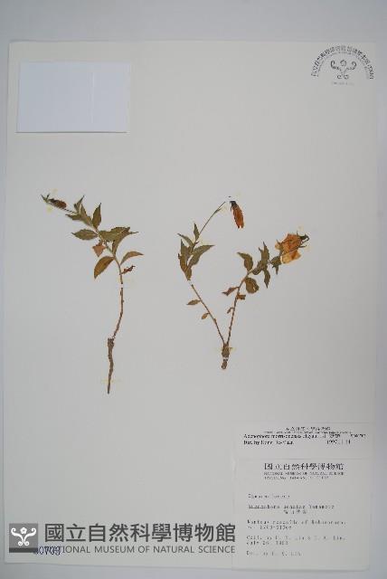 玉山沙參藏品圖，第1張