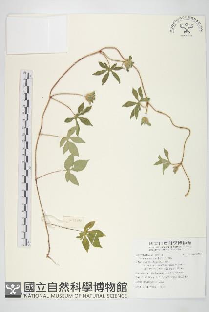 九爪藤藏品圖，第1張