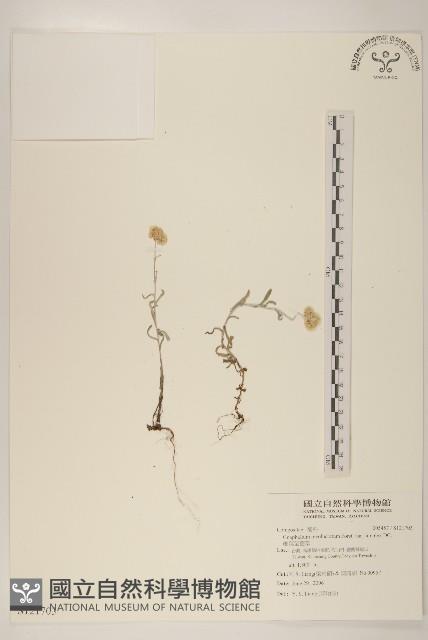 細葉鼠麴草藏品圖，第1張