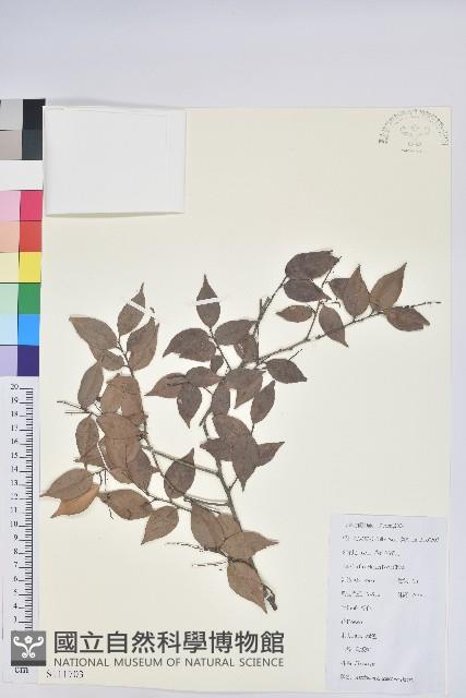 米飯花藏品圖，第1張