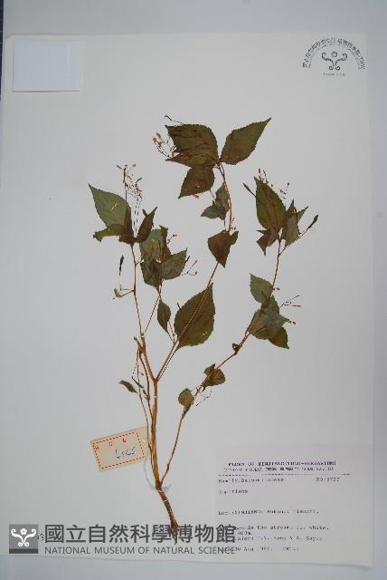 登錄號:S025703藏品圖，第1張