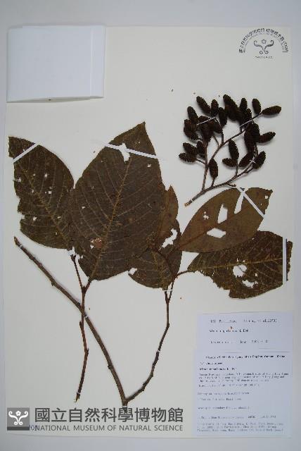 尼泊爾赤楊藏品圖，第1張