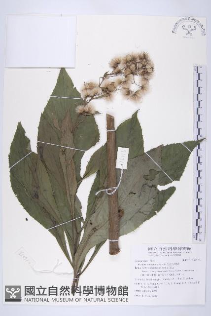 大花艾納香藏品圖，第1張