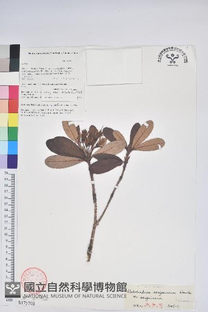 血紅杜鵑藏品圖，第1張