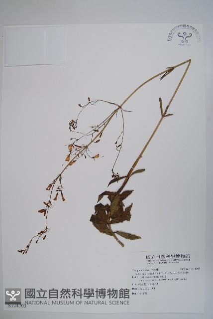 輪葉沙參藏品圖，第1張