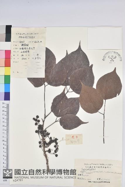 重陽木藏品圖，第1張