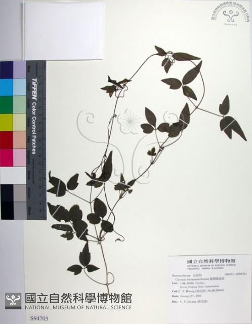 臺灣鐵線蓮藏品圖，第1張