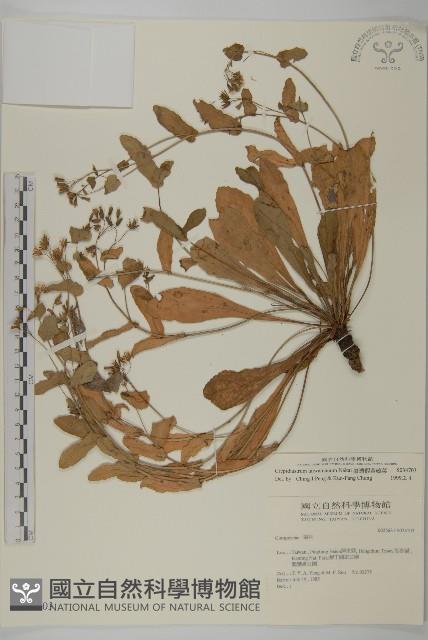 臺灣假黃鵪菜藏品圖，第1張