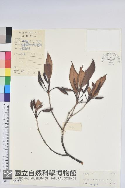 六角杜鵑藏品圖，第1張