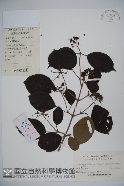 蝴蠂莢迷藏品圖，第1張