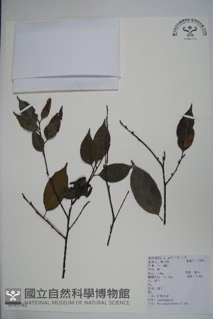 厚葉冬青藏品圖，第1張