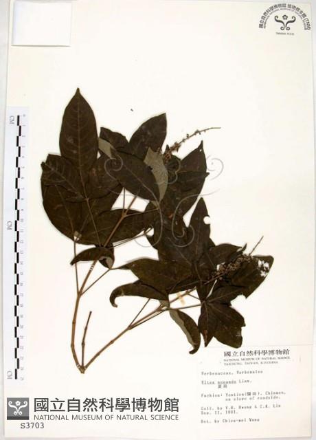 黃荊藏品圖，第1張