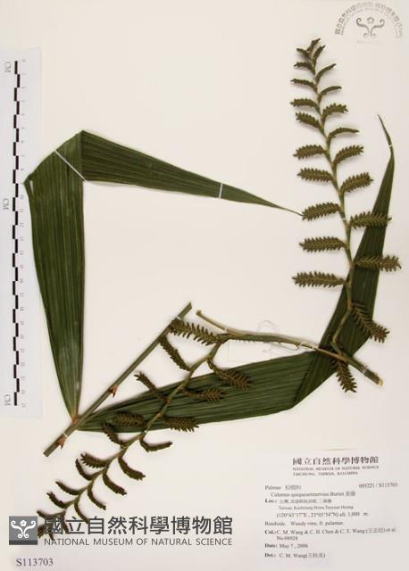 黃藤藏品圖，第1張