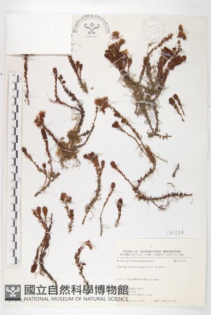 玉山佛甲草藏品圖，第1張