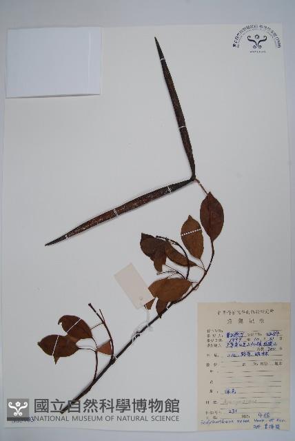 Sour creeper Collection Image, Figure 1, Total 2 Figures