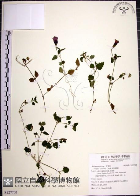 倒地蜈蚣藏品圖，第1張