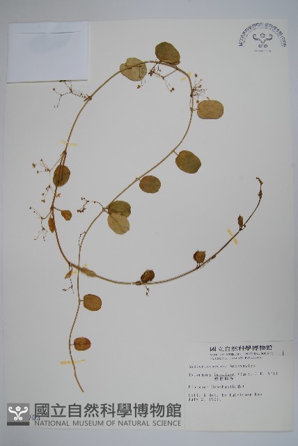 短柄鷗蔓藏品圖，第1張