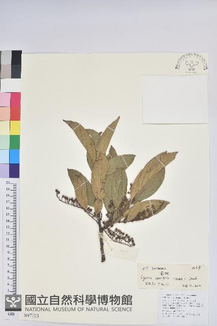 南燭藏品圖，第1張