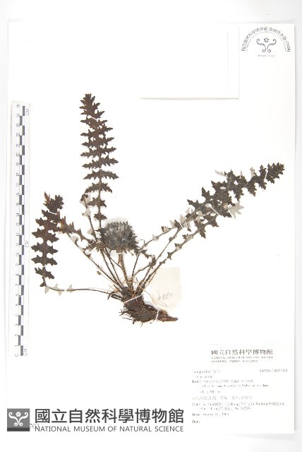 登錄號:S137703藏品圖，第1張