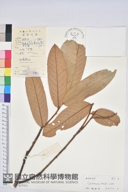 南嶺栲藏品圖，第1張