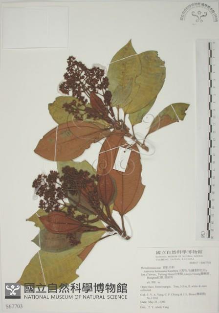 大野牡丹藏品圖，第1張