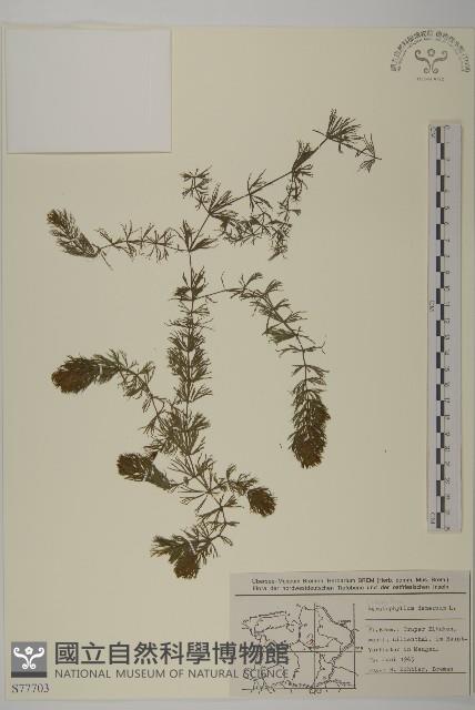 金魚藻、松藻藏品圖，第1張