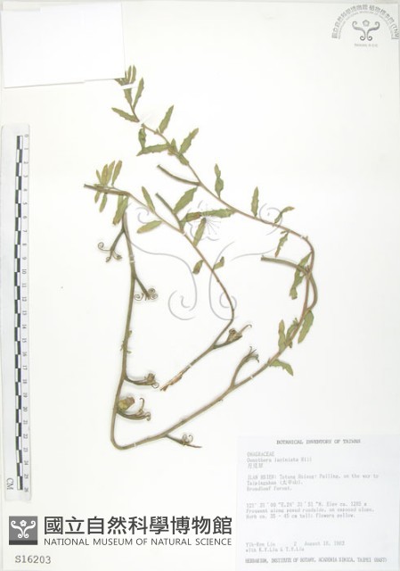裂葉月見草藏品圖，第1張
