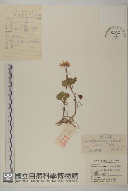 小紅菊藏品圖，第1張