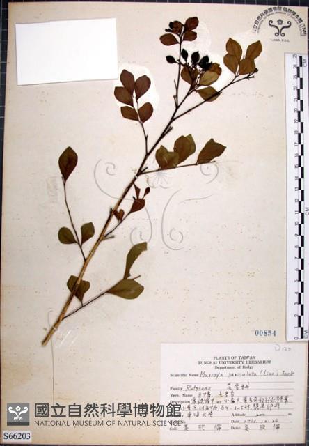 月橘藏品圖，第1張