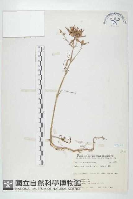 倒吊蓮、匙葉燈籠草藏品圖，第1張