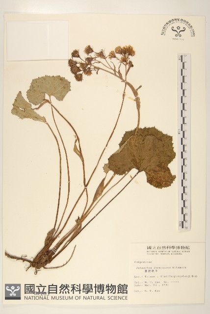 臺灣款冬藏品圖，第1張