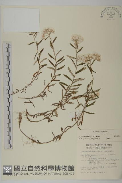 玉山抱莖籟簫藏品圖，第1張