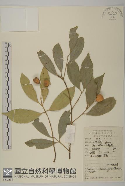 大果衛矛藏品圖，第1張