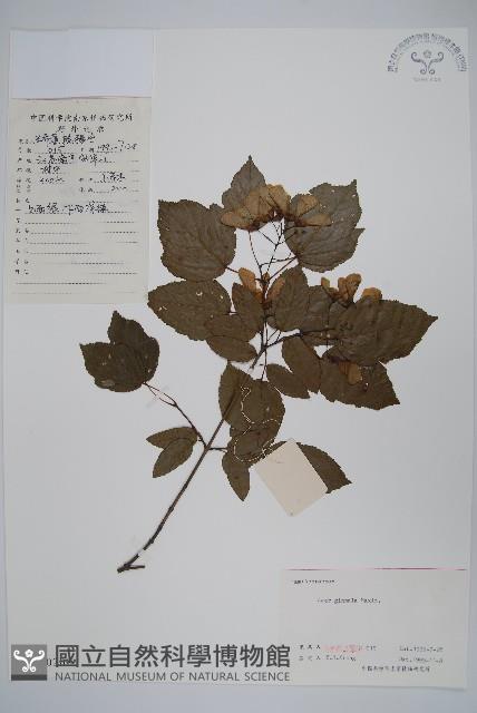 華北茶條槭藏品圖，第1張