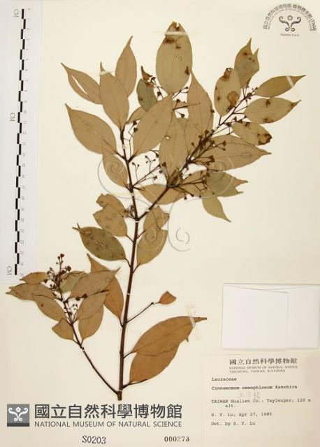 土肉桂藏品圖，第1張