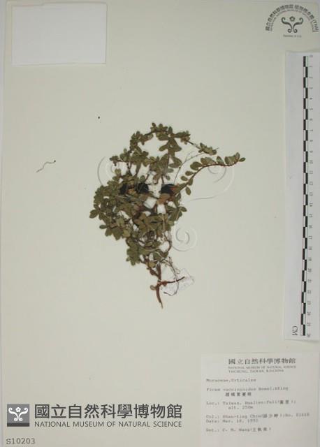 越橘葉蔓榕藏品圖，第1張