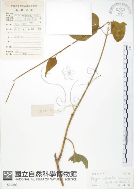 華他卡藤藏品圖，第1張