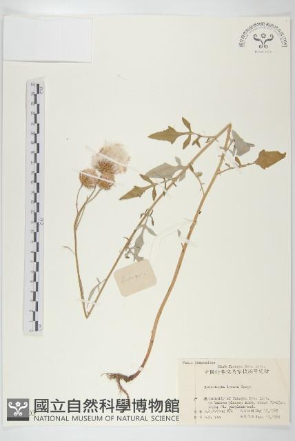 泥胡菜藏品圖，第1張