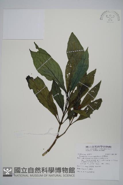 長穗馬藍藏品圖，第1張