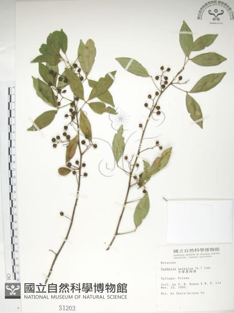 飛龍掌血藏品圖，第1張