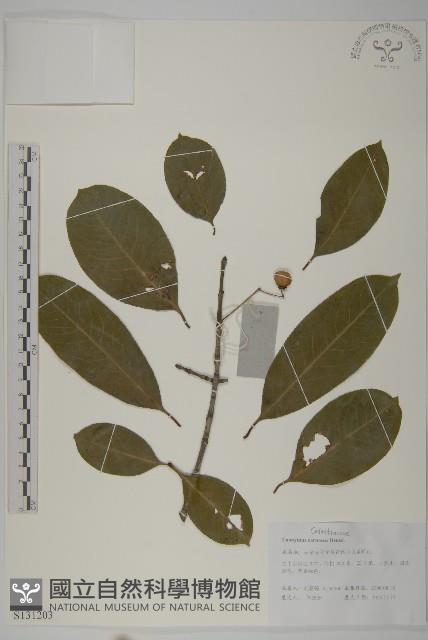 厚葉衛矛, 源一木藏品圖，第1張