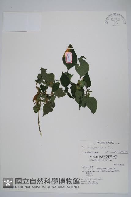 華九頭獅子草藏品圖，第1張