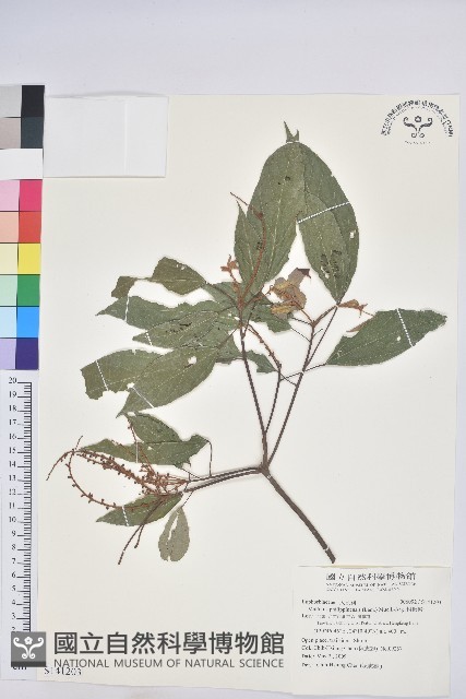 粗糠柴藏品圖，第1張