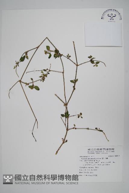 假川牛膝藏品圖，第1張