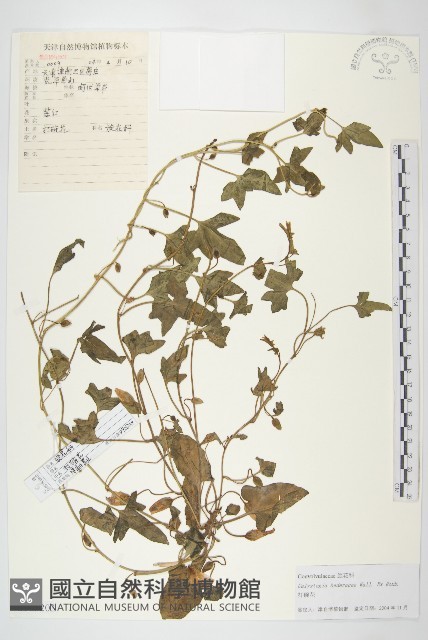 打碗花藏品圖，第1張