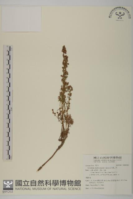 高山艾藏品圖，第1張